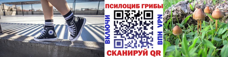 Псилоцибиновые грибы Psilocybine cubensis  Моздок 